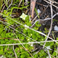 Mitrasacme serpyllifolia (Thyme Mitrewort) at Namadgi National Park - 1 Jan 2024 by NedJohnston
