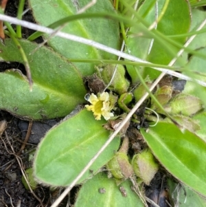 Goodenia montana at Namadgi National Park - 1 Jan 2024