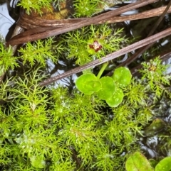 Myriophyllum alpinum (Alpine Water-milfoil) at Tharwa, ACT - 1 Jan 2024 by NedJohnston