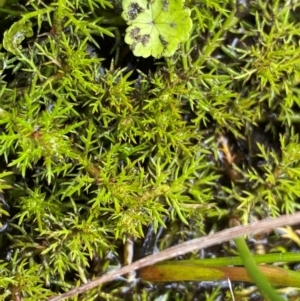 Myriophyllum alpinum at Namadgi National Park - 1 Jan 2024 11:42 AM