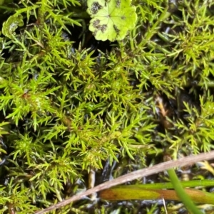 Myriophyllum alpinum at Namadgi National Park - 1 Jan 2024