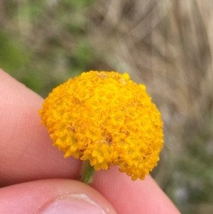 Craspedia crocata at Namadgi National Park - 1 Jan 2024