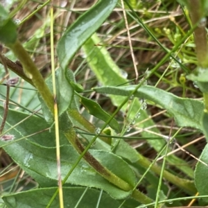 Craspedia crocata at Namadgi National Park - 1 Jan 2024