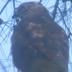 Accipiter cirrocephalus (Collared Sparrowhawk) at QPRC LGA - 1 Jan 2024 by MatthewFrawley