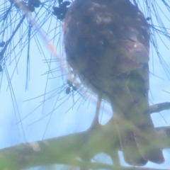 Accipiter cirrocephalus at QPRC LGA - 1 Jan 2024