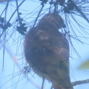 Accipiter cirrocephalus at QPRC LGA - 1 Jan 2024