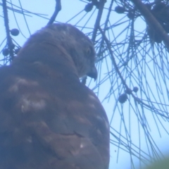 Accipiter cirrocephalus at QPRC LGA - 1 Jan 2024