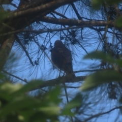 Accipiter cirrocephalus at QPRC LGA - 1 Jan 2024