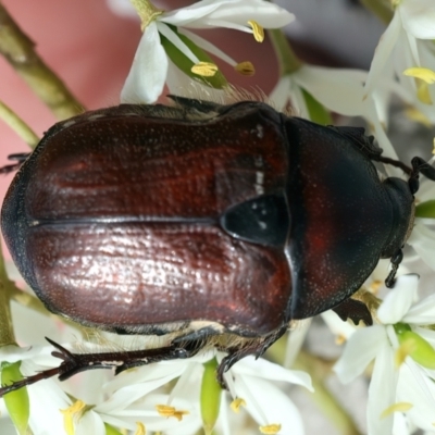 Bisallardiana gymnopleura (Brown flower chafer) at QPRC LGA - 2 Jan 2024 by jb2602