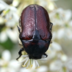 Bisallardiana gymnopleura at QPRC LGA - 2 Jan 2024