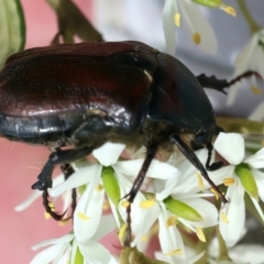 Bisallardiana gymnopleura at QPRC LGA - 2 Jan 2024