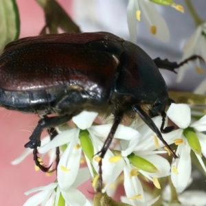 Bisallardiana gymnopleura at QPRC LGA - 2 Jan 2024