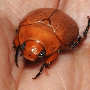 Anoplognathus porosus at Wanniassa, ACT - 2 Jan 2024