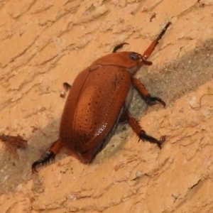 Anoplognathus porosus at Wanniassa, ACT - 2 Jan 2024 09:48 PM