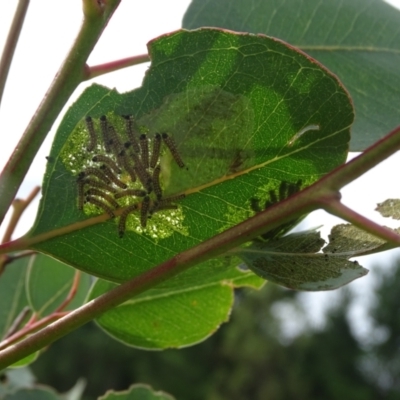 Uraba lugens (Gumleaf Skeletonizer) at Isaacs, ACT - 2 Jan 2024 by Mike