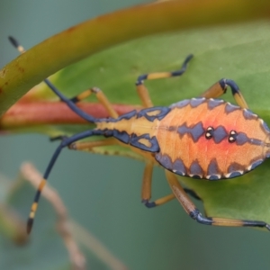 Amorbus sp. (genus) at QPRC LGA - 2 Jan 2024