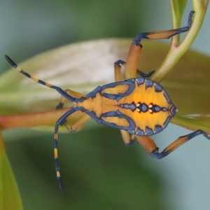 Amorbus sp. (genus) at QPRC LGA - 2 Jan 2024