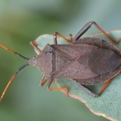 Amorbus sp. (genus) at QPRC LGA - 2 Jan 2024