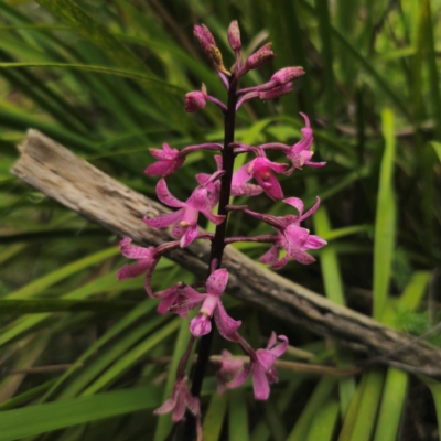 Dipodium roseum (Rosy Hyacinth Orchid) at Reidsdale, NSW - 2 Jan 2024 by Csteele4
