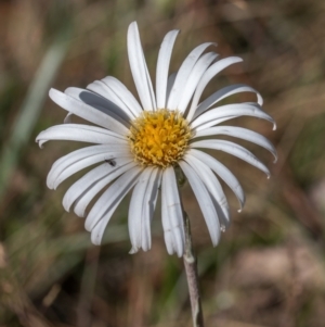 Celmisia tomentella at Namadgi National Park - 1 Jan 2024