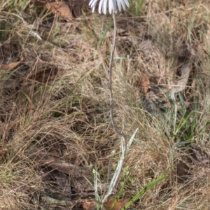 Celmisia tomentella at Namadgi National Park - 1 Jan 2024