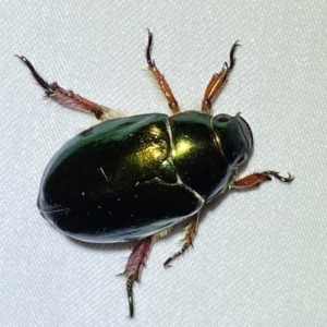 Repsimus manicatus montanus at Numeralla, NSW - suppressed