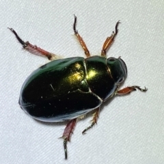 Repsimus manicatus montanus (Green nail beetle) at Numeralla, NSW - 28 Dec 2023 by SteveBorkowskis