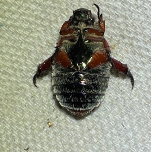 Repsimus manicatus montanus at Numeralla, NSW - suppressed