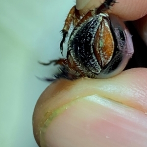 Repsimus manicatus montanus at Numeralla, NSW - suppressed