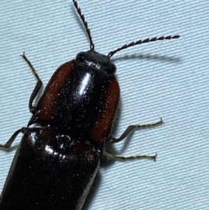 Lingana illita at Numeralla, NSW - 28 Dec 2023 09:59 PM