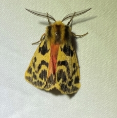 Ardices curvata (Crimson Tiger Moth) at Numeralla, NSW - 28 Dec 2023 by SteveBorkowskis