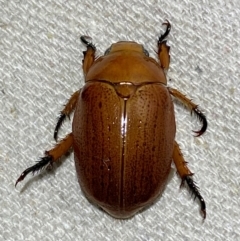 Anoplognathus porosus (Porosus Christmas beetle) at Numeralla, NSW - 28 Dec 2023 by SteveBorkowskis