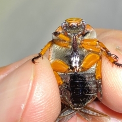 Anoplognathus porosus at Numeralla, NSW - suppressed