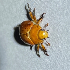 Anoplognathus porosus at Numeralla, NSW - suppressed