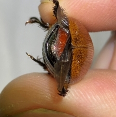 Anoplognathus porosus at Numeralla, NSW - suppressed