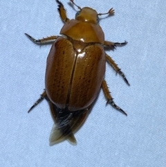 Anoplognathus porosus at Numeralla, NSW - suppressed