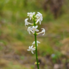 Stackhousia monogyna (Creamy Candles) at QPRC LGA - 2 Jan 2024 by Csteele4