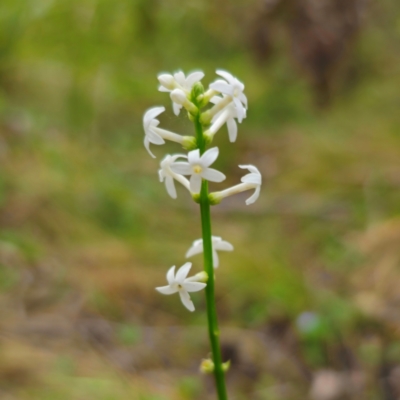 Stackhousia monogyna (Creamy Candles) at Monga National Park - 2 Jan 2024 by Csteele4