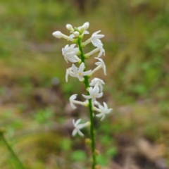 Stackhousia monogyna at QPRC LGA - 2 Jan 2024