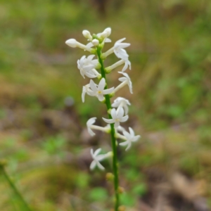 Stackhousia monogyna at QPRC LGA - 2 Jan 2024