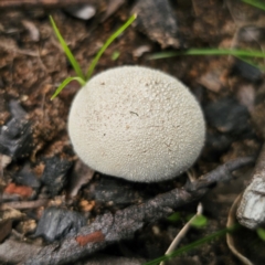 Lycoperdon sp. (Puffball) at QPRC LGA - 2 Jan 2024 by Csteele4