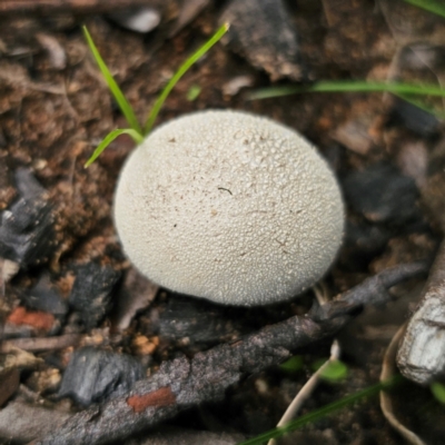 Lycoperdon sp. (Puffball) at Monga, NSW - 2 Jan 2024 by Csteele4