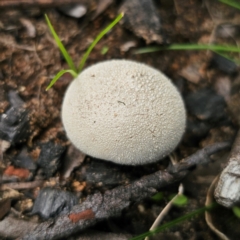 Lycoperdon sp. (Puffball) at Monga National Park - 2 Jan 2024 by Csteele4