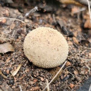 Lycoperdon sp. at Monga National Park - 2 Jan 2024 02:29 PM