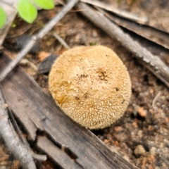 Lycoperdon sp. at Monga National Park - 2 Jan 2024 02:29 PM