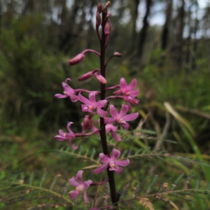 Dipodium roseum at QPRC LGA - suppressed