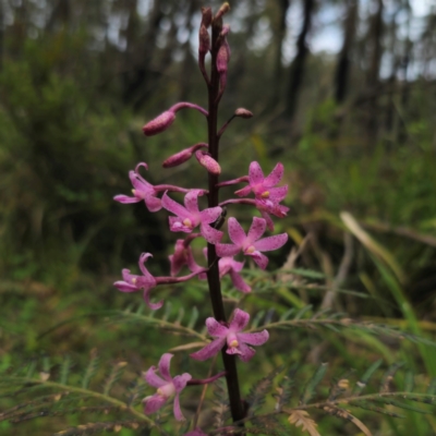 Dipodium roseum (Rosy Hyacinth Orchid) at Monga National Park - 2 Jan 2024 by Csteele4