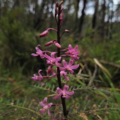 Dipodium roseum (Rosy Hyacinth Orchid) at QPRC LGA - 2 Jan 2024 by Csteele4