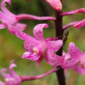 Dipodium roseum at QPRC LGA - suppressed