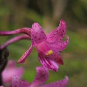 Dipodium roseum at QPRC LGA - suppressed